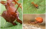 Fourmis atta
