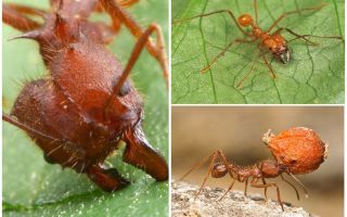 Fourmis atta