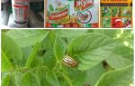 Les poisons les plus efficaces et les poisons du doryphore de la pomme de terre