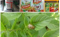 Les poisons les plus efficaces et les poisons du doryphore de la pomme de terre