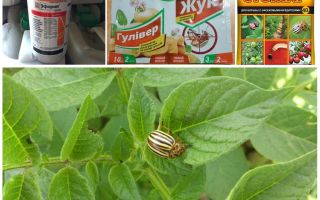 Les poisons les plus efficaces et les poisons du doryphore de la pomme de terre