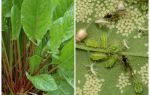 Comment se débarrasser des pucerons sur l'oseille