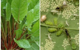 Comment se débarrasser des pucerons sur l'oseille