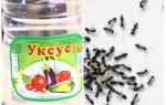 Vinaigre contre les fourmis dans le jardin