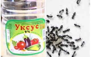 Vinaigre contre les fourmis dans le jardin
