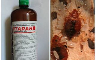 Signifie le bélier des insectes