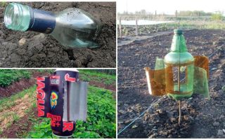 Comment enlever la taupe de la datcha ou du jardin