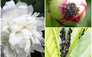 Comment se débarrasser des pucerons sur les pivoines