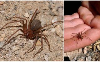 Araignée ermite brune