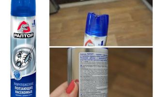 Signifie Raptor des puces dans l'appartement