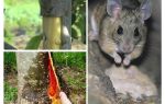 Comment sauver le pommier, si les souris capturent l'écorce