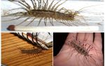 Moucherolle ordinaire ou mille-pattes domestique