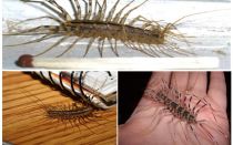 Moucherolle ordinaire ou mille-pattes domestique