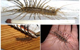 Moucherolle ordinaire ou mille-pattes domestique