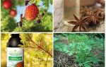 Comment traiter les fourmis dans les fraises