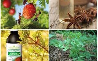 Comment traiter les fourmis dans les fraises