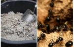 Cendres des fourmis sur le site