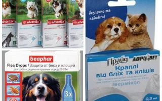 Remèdes contre les puces et les tiques pour les chiens