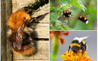 Comment supprimer les bourdons de la maison