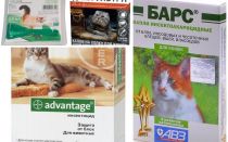 Gouttes sur le garrot des puces pour chats et chatons