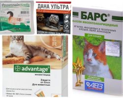 Gouttes sur le garrot des puces pour chats et chatons