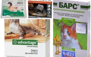 Gouttes sur le garrot des puces pour chats et chatons