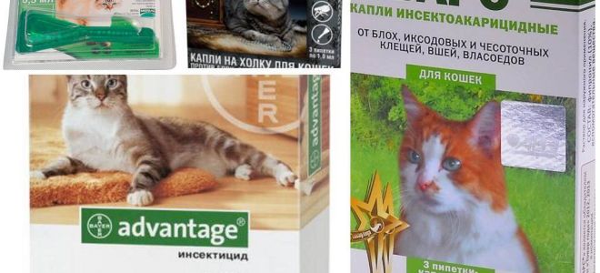 Gouttes sur le garrot des puces pour chats et chatons