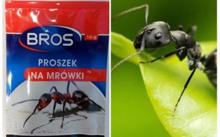 Signifie jeter les fourmis