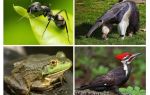 Qui mange des fourmis
