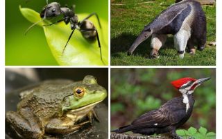 Qui mange des fourmis