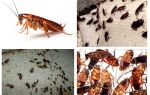 Où les cafards des appartements ont disparu