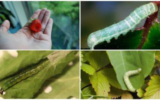 Comment se débarrasser des chenilles sur les fraises