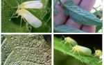 Comment faire face à la mouche blanche dans la serre
