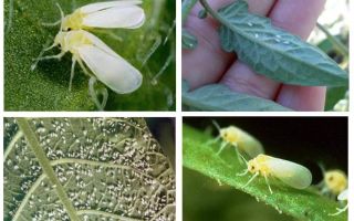 Comment faire face à la mouche blanche dans la serre
