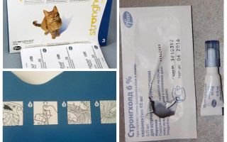 Les meilleures gouttes sur le garrot pour les chats contre les puces et les vers