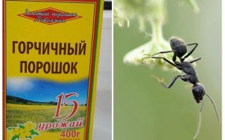 Poudre de moutarde de fourmis et de pucerons dans le jardin