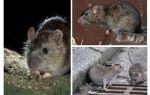 Rat gris