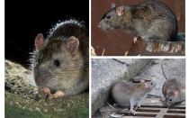 Rat gris