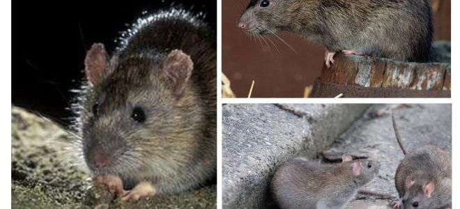 Rat gris