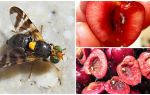 Comment traiter avec la mouche des cerises