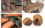 Comment sortir les souris de la cave