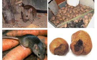 Comment sortir les souris de la cave