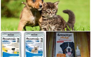 Comment et comment protéger un chien contre les moustiques et les mouches noires