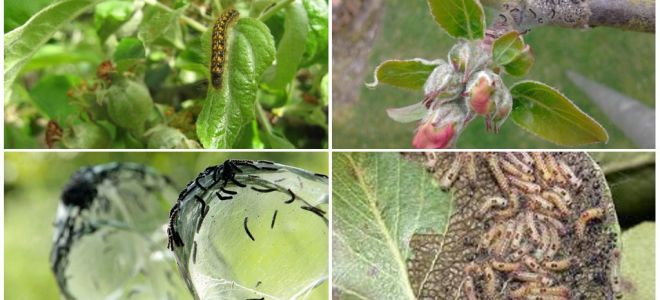 Comment se débarrasser des chenilles sur un pommier