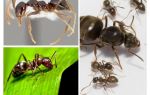 Est-ce que les fourmis dorment