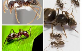 Est-ce que les fourmis dorment