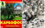 Fourmis anthis dans le jardin