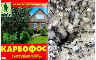 Fourmis anthis dans le jardin