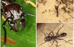 Fourmis bullet