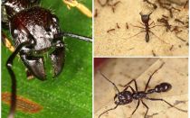 Fourmis bullet